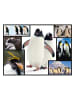 ambassador 1.000tlg. Puzzle "Pinguine" - ab 12 Jahren