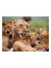 ambassador 1.000tlg. Puzzle "Löwen" - ab 12 Jahren