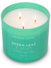 Colonial Candle Duftkerze "Green Leaf Hemp" in Grün - 411 g