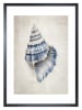 Ars Longa Ingelijste kunstdruk "Sea Shell I" - (L)70 x (B)50 cm