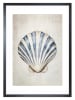 Ars Longa Ingelijste kunstdruk "Sea Shell II" - (L)70 x (B)50 cm