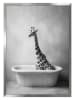 Ars Longa Ingelijste kunstdruk "Giraffe In Bath" - (L)70 x (B)50 cm