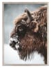 Ars Longa Ingelijste kunstdruk "Big Bison" - (L)70 x (B)50 cm