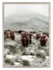 Ars Longa Ingelijste kunstdruk "Scottish Cows" - (L)70 x (B)50 cm