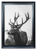 Ars Longa Druk artystyczny "Deer With Antlers" w ramce - 70 x 50 cm