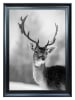 Ars Longa Ingelijste kunstdruk "Beautiful Deer" - (L)70 x (B)50 cm