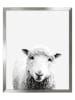 Ars Longa Gerahmter Kunstdruck "Sheep II" - (L)70 x (B)50 cm