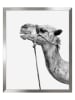 Ars Longa Gerahmter Kunstdruck "Camel" - (L)70 x (B)50 cm