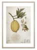 Ars Longa Druk artystyczny "Lemon Life Cycle" w ramce - 70 x 50 cm