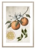 Ars Longa Gerahmter Kunstdruck "Orange Life Cycle" - (L)70 x (B)50 cm