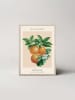 Ars Longa Druk artystyczny "Botanical orange grove" w ramce - 70 x 50 cm