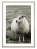 Ars Longa Druk artystyczny "Ram In The Meadow" w ramce - 70 x 50 cm