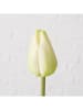 Boltze 2er-Set: Kunstblumen "Tulpe" in Creme/ Grün - (H)42 cm