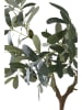 House Nordic Sztuczna roślina "Olive Tree" w kolorze zielonym - wys. 61 cm