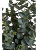 House Nordic Sztuczna roślina "Eucalyptus Tree" w kolorze zielonym - wys. 120 cm