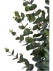 House Nordic Kunstplant "Eucalyptus Tree" groen - (H)120 cm
