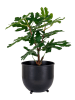 House Nordic Kunstplant "Fig Tree" groen - (H)50 cm