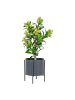 House Nordic Kunstpflanze "Skimmia Tree" in Grün - (H)75 cm
