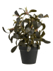 House Nordic Kunstplant groen - (H)35 cm
