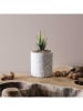 THE HOME DECO FACTORY Kunstplant in terrazzo-pot wit/groen - (H)11 cm