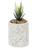 THE HOME DECO FACTORY Kunstpflanze im Terrazzo-Topf in Weiß/ Grün - (H)11 cm