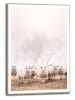 Orangewallz Ingelijste kunstdruk "Linda's Sheep" - (B)50 x (H)70 cm