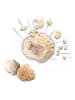 SES Actiespel "Break open geodes" - vanaf 8 jaar
