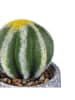 Villa d´Este Kunstpflanze "Cactus" in Grün/ Grau - (H)15 cm