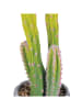 Villa d´Este Kunstpflanze "Cactus" in Grün/ Grau - (H)40,5 cm