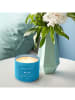 Colonial Candle Duftkerze "Blue Agave" in Blau - 411 g