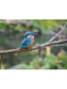 Eugy Zestaw 3D do majsterkowania "Kingfisher" - 6+