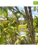 Garden Spirit 2er-Set: Insektenfalle in Transparent/ Gelb