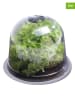 Inkazen 12er-Set: Salatglocken in Transparent - (B)25,5 x (H)20 cm
