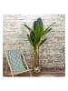 THE HOME DECO FACTORY Kunstplant groen - (H)160 cm