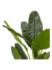 THE HOME DECO FACTORY Kunstplant groen - (H)160 cm
