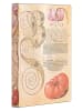 Paperblanks Liniertes Notizbuch ''Lilie & Tomate'' in Beige - (B)9,5 x (H)14 cm