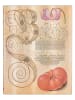 Paperblanks Liniertes Notizbuch ''Lilie & Tomate'' in Beige - (B)18 x (H)23 cm