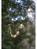 STAR Trading Ledlichtketting "Partaj" warmwit - (L)450 cm