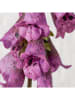 Boltze Dekozweig ''Fingerhut (Digitalis)'' in Grün/ Lila - (L)90 cm
