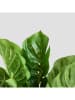 Homla Sztuczna roślina "Monstera" w kolorze zielono-jasnobrązowym - wys. 60 cm