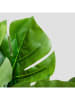 Homla Kunstplant "Monstera" groen/lichtbruin - (H)60 cm