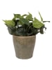 Clayre & Eef Bloempot groen/beige - (H)13 x Ø 14 cm