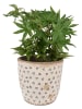 Clayre & Eef Bloempot beige/zwart - (H)16 x Ø 16 cm