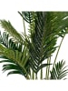 House Nordic Kunstplant "Areca Palm" groen - (H)175 cm