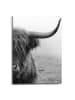 Orangewallz Leinwanddruck "Highland Cattle"