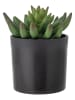 Bloomingville Sztuczna roślina "Echeveria" w kolorze zielonym - wys. 14 cm