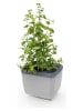 Gusta Garden Kräutertopf "Herbs Buddy" in Grau - (B)16 x (H)14 x (T)13 cm