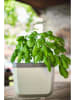 Gusta Garden Kräutertopf "Herbs Buddy" in Grau - (B)16 x (H)14 x (T)13 cm