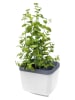 Gusta Garden Doniczka "Herbs Buddy" w kolorze białym na zioła - 16 x 14 x 13 cm