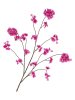 daan kromhout Dekozweig "Cherry" in Lila - (H)126 cm